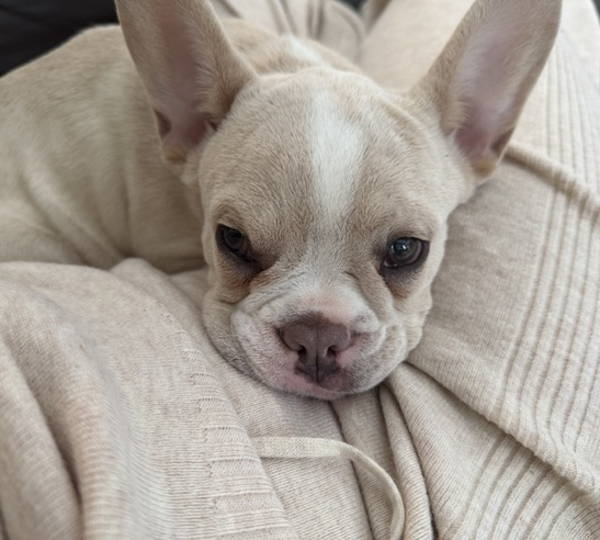 Luca