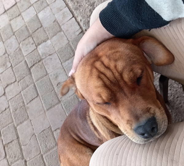 Oakley