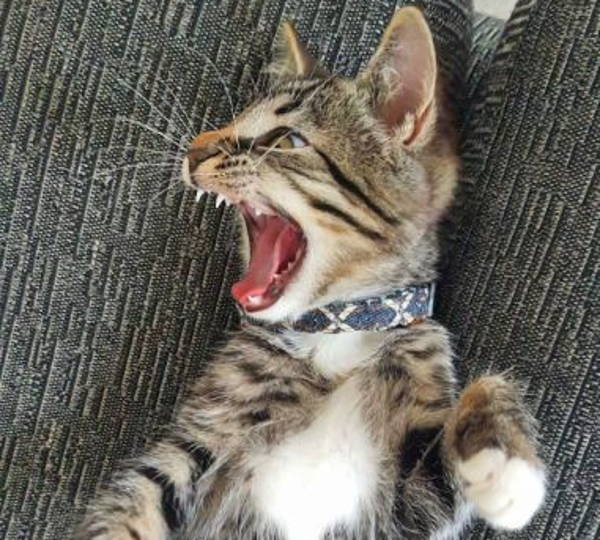 Luna