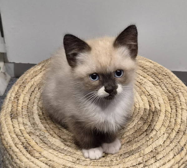 Yuki