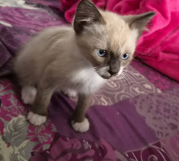 Yuki