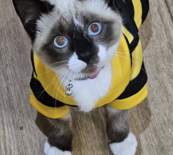 Yuki