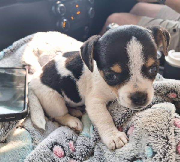 Mickey, Layla & Bakkies