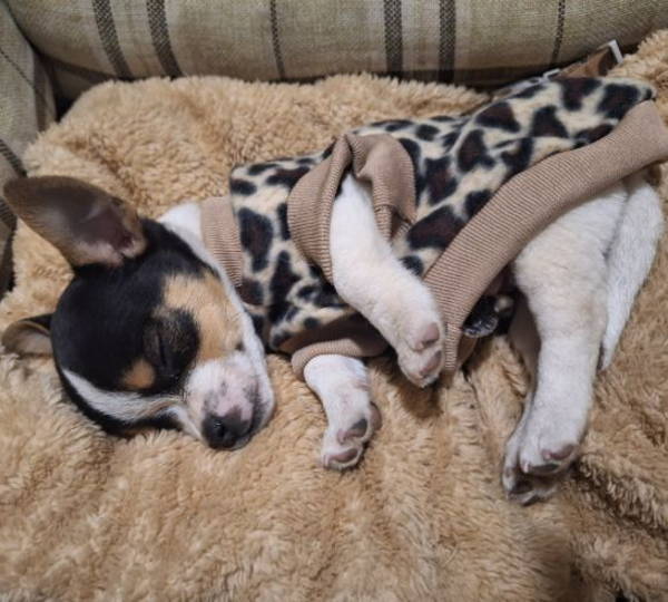 Mickey, Layla & Bakkies