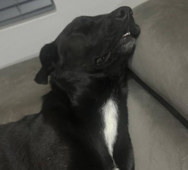 Lola