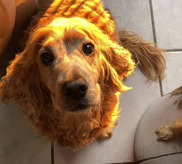 Ben, Dude, Gnocchi