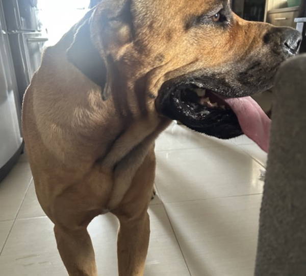 Bruno