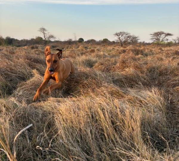 Kudu