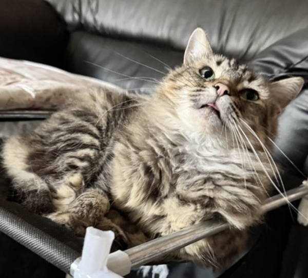 Miley