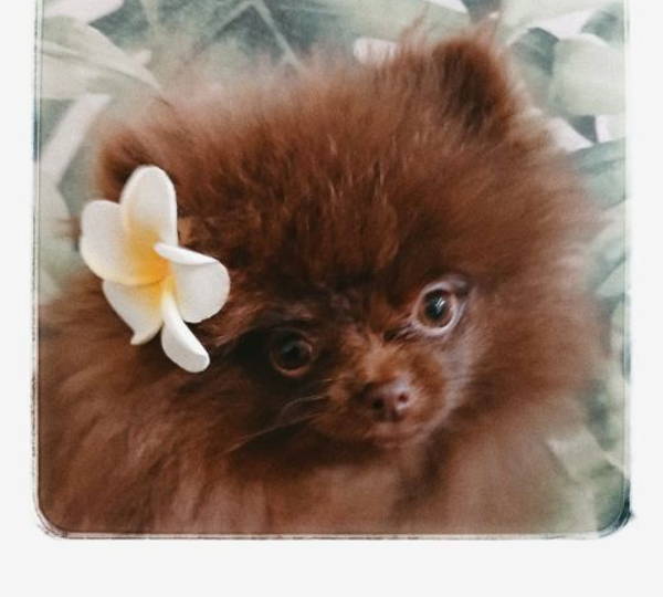 Bella