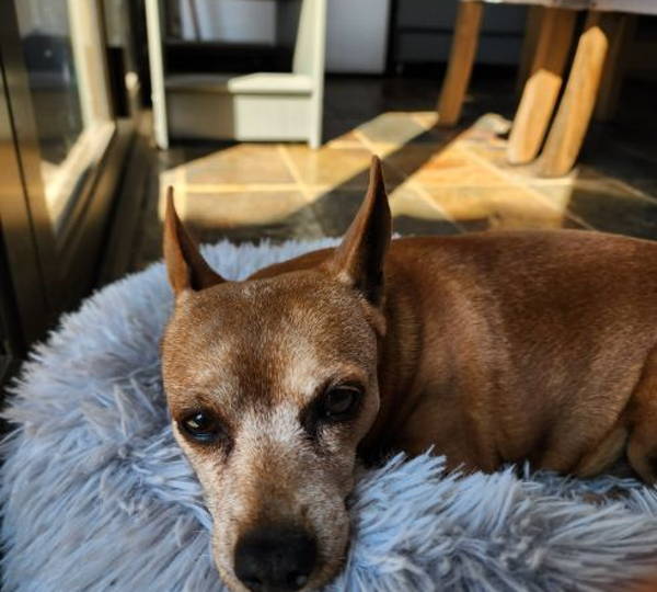Peanut