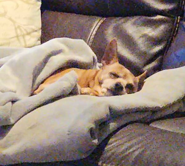 Peanut