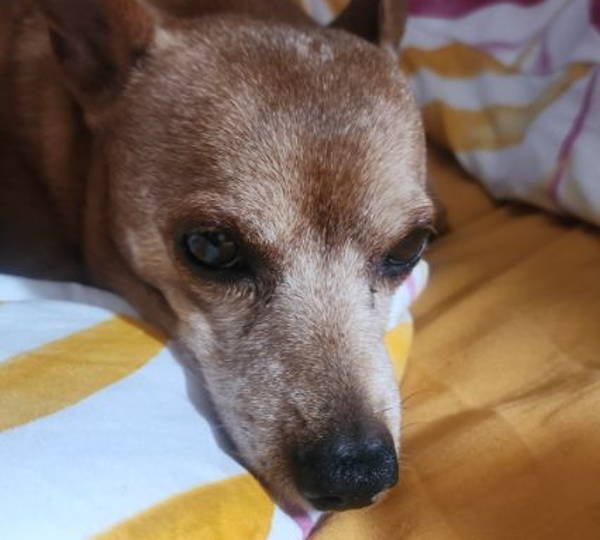 Peanut