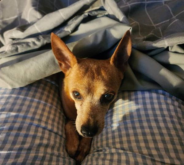 Peanut