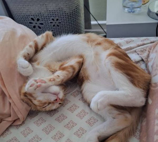 Tigger