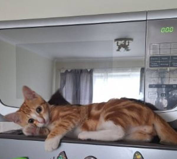 Tigger