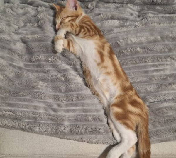 Tigger