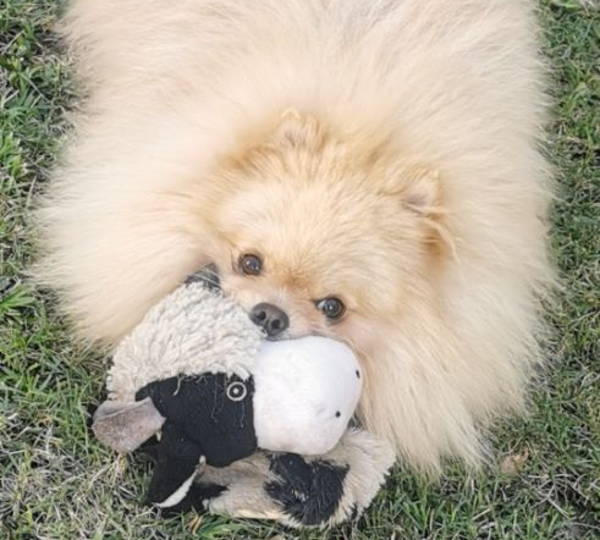 Turi