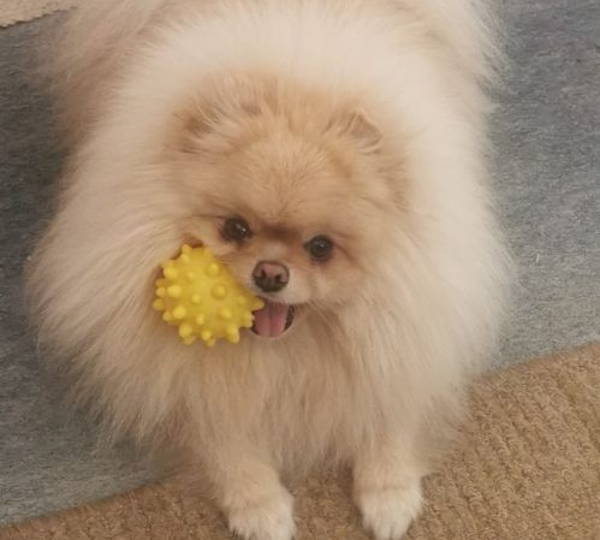 Turi