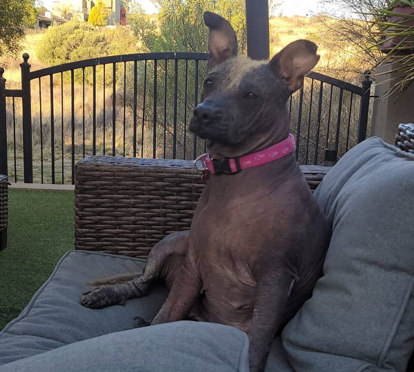 Pippa