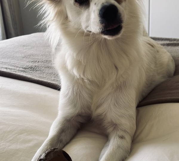 Holly