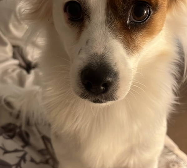 Holly