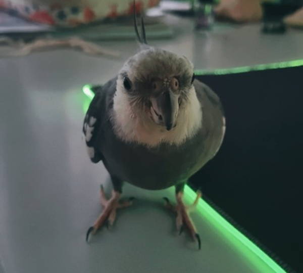 Chicky
