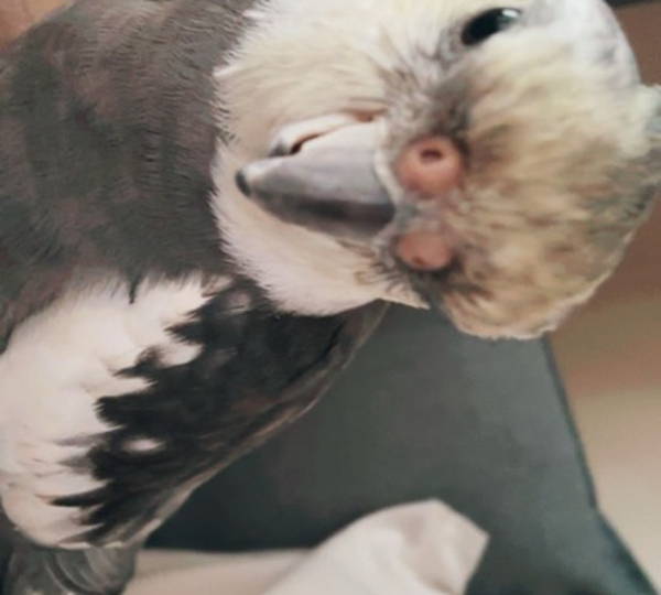 Chicky