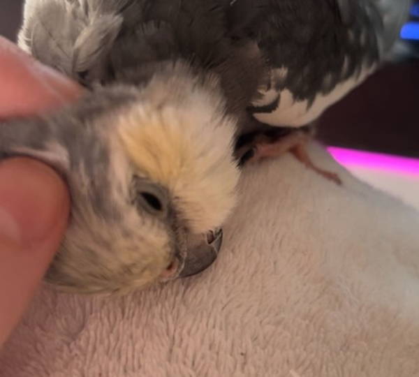 Chicky