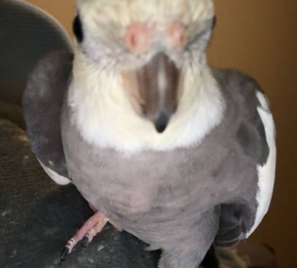Chicky
