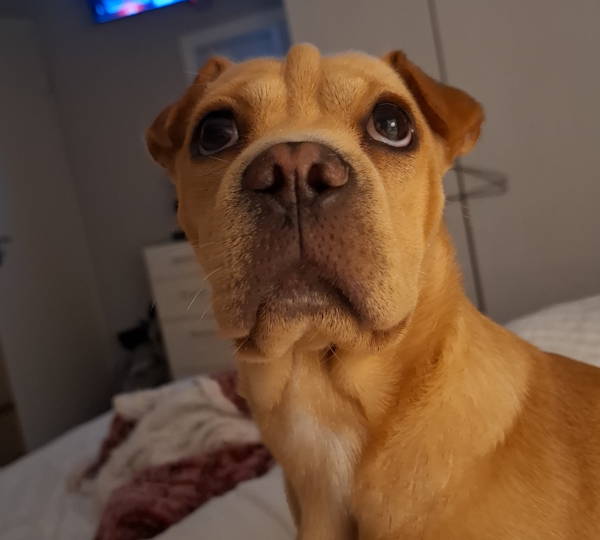 Mia