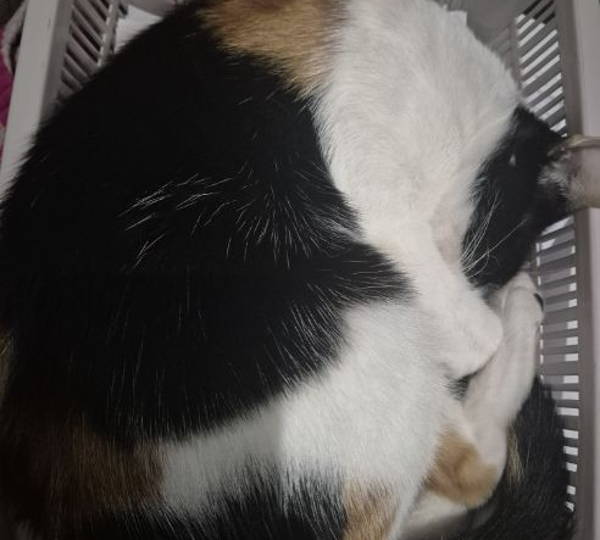 Lulu