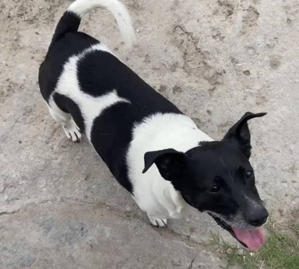 Tobi
