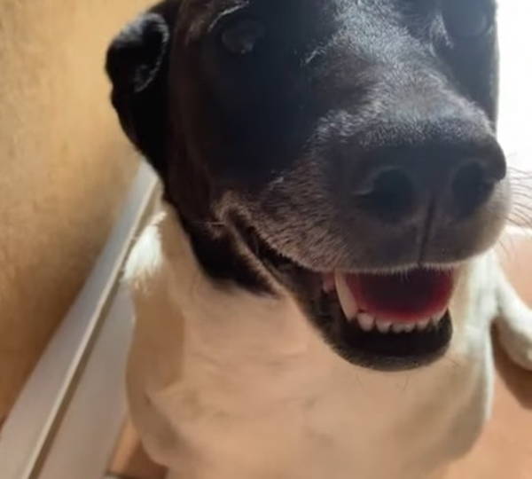 Tobi