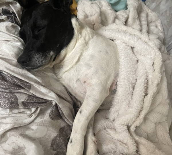 Tobi