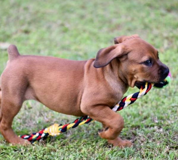 Floppy