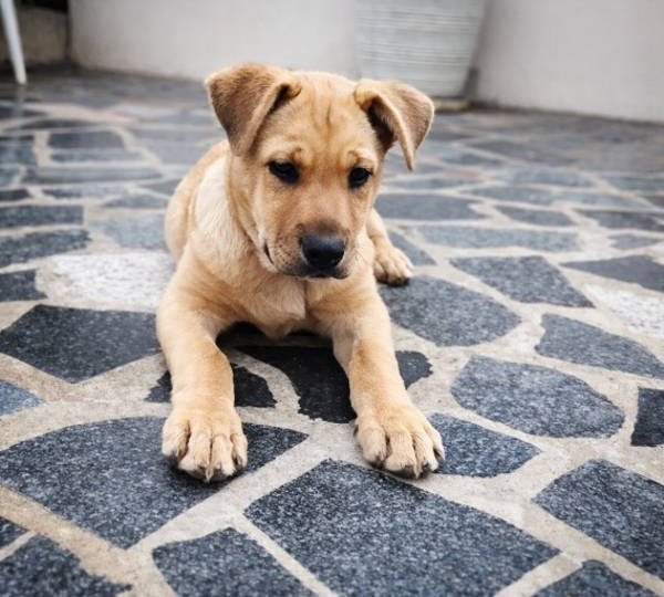 Max