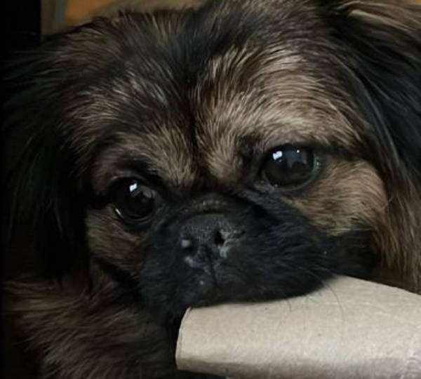 Lulu