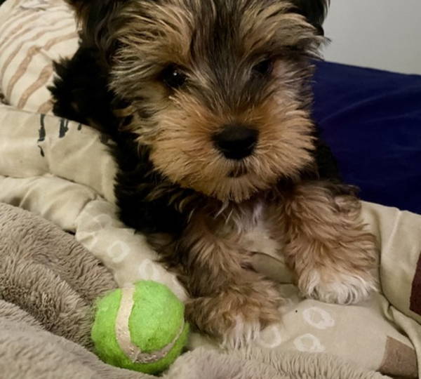 Chewy