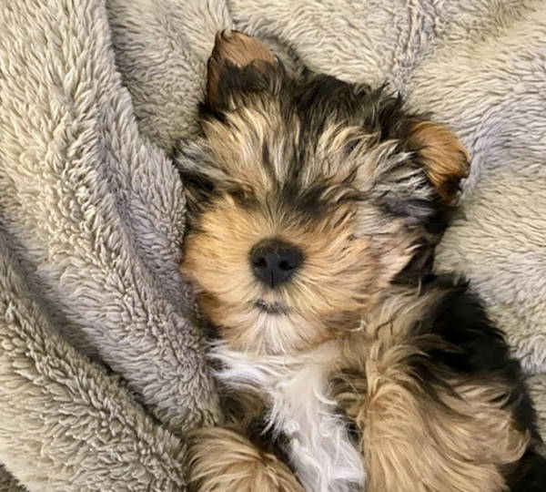 Chewy