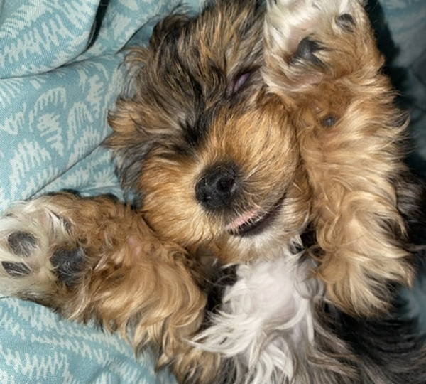 Chewy