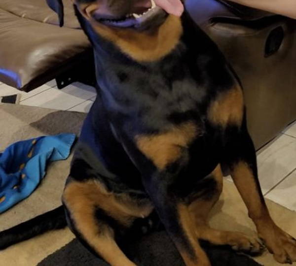 Kuma
