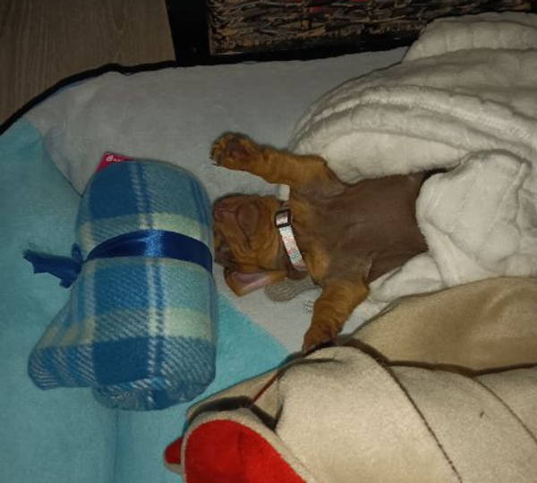 Cocoa