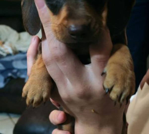 Cocoa