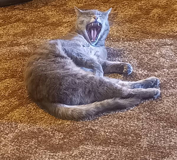 Cleo