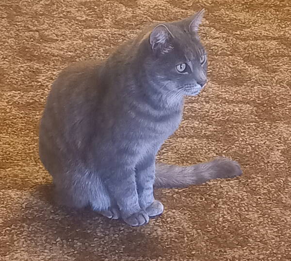 Cleo