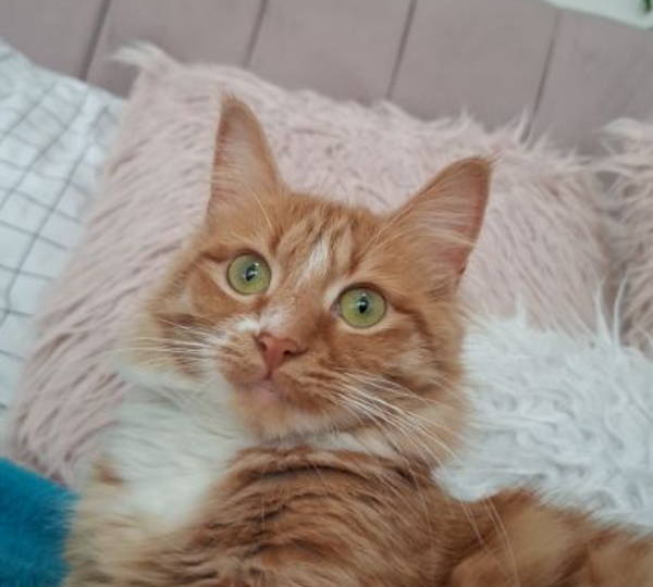 Cinnamon