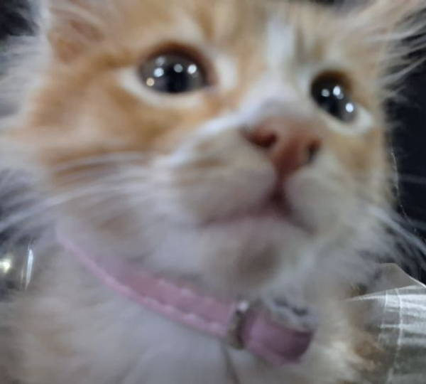 Cinnamon