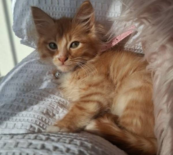 Cinnamon