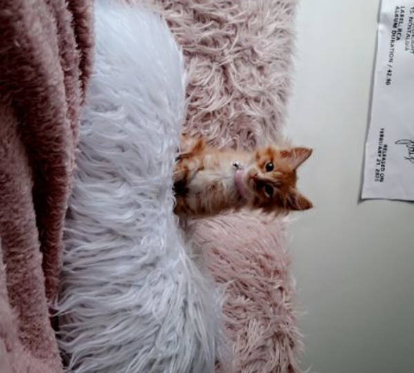 Cinnamon